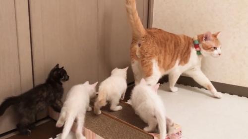 歩く成猫の後を追いかける子猫たち