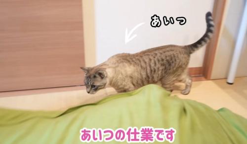 歩く猫