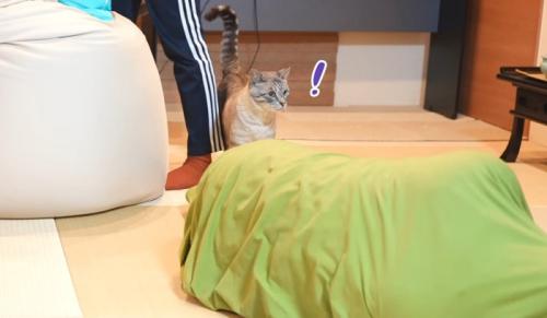 ドン引きする猫