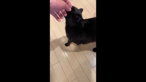 顔をなでなで