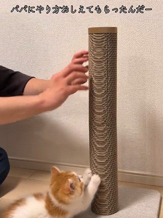 パパの真似して爪とぎする猫