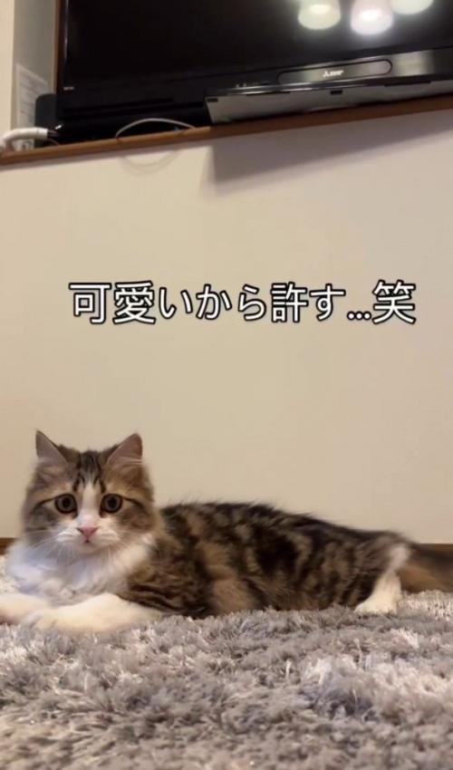 「かわいいから許す」と書かれた写真