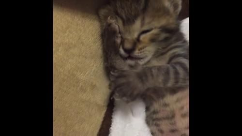 前足で顔を触る子猫