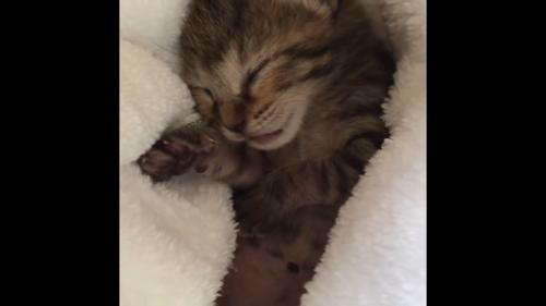 毛布の中で寝ている子猫の顔