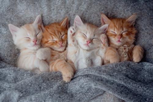 仰向けで寝る4匹の子猫