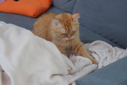 フミフミする猫