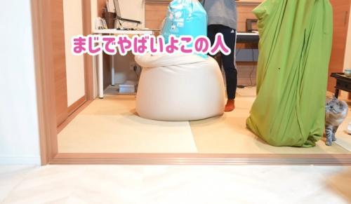 匂いを嗅ぐ猫