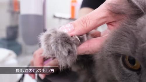 長毛猫の爪の出し方