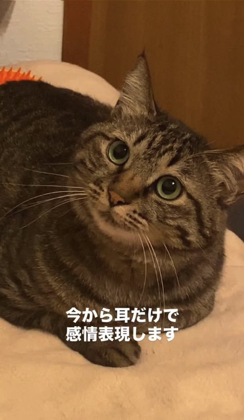 耳が立っている香箱座りをしているキジトラ「今から耳だけで感情表現します」