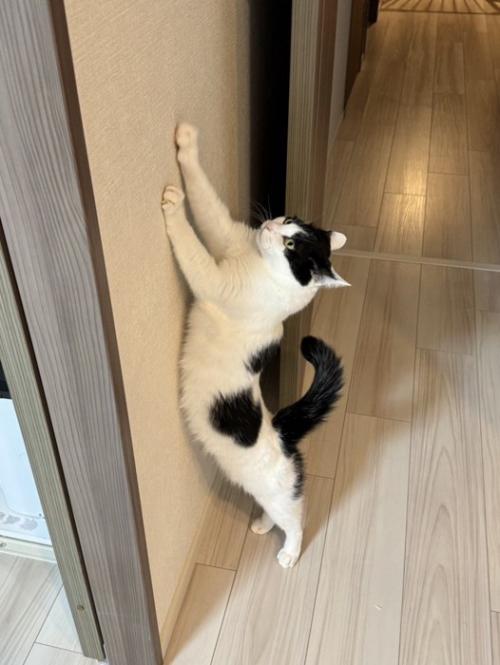 壁で爪とぎする猫