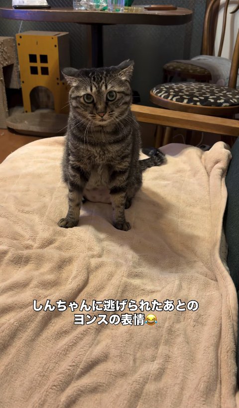 毛布の上にお座りをしているイカ耳のキジトラ