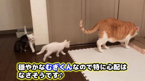 成猫のあとをついていく子猫たち