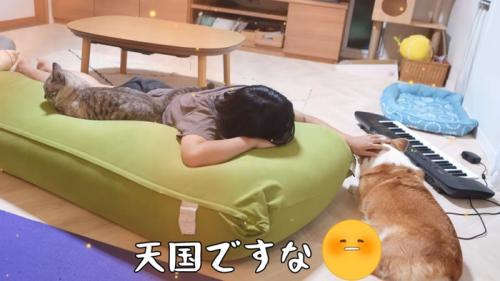 寝転がる猫と犬