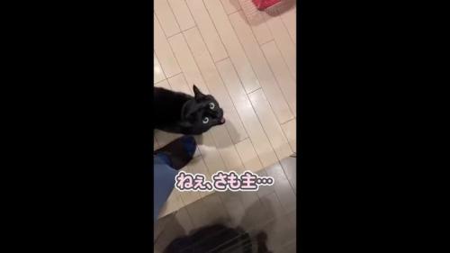 ねぇ、さも主…