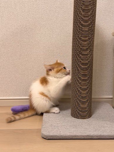 爪とぎに集中する猫