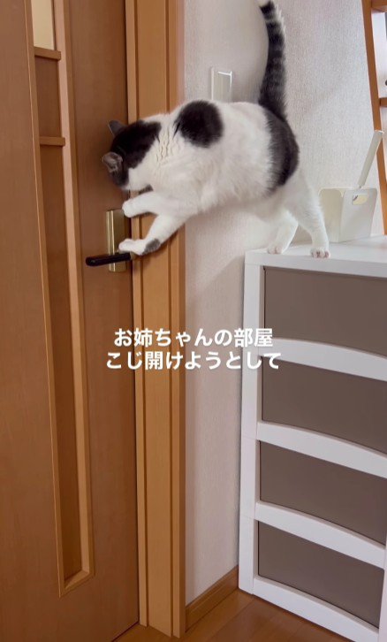 ドアを開けようとしている猫