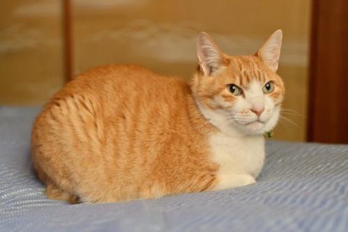 布団で香箱座りする猫