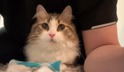 人と一緒に寝そべる猫