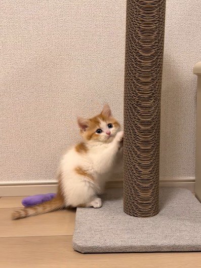 爪とぎながらじっと見てくる猫