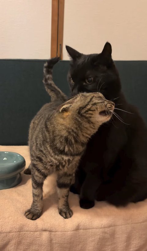 黒猫にすりすりしているキジトラ