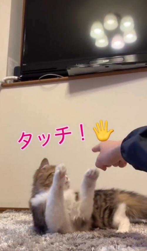 猫が両手を上げている
