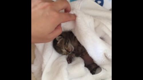 毛布の中で寝ている子猫