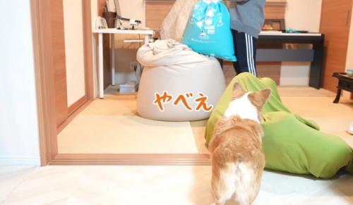 ドン引きする犬