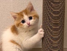 何かを求める視線の猫