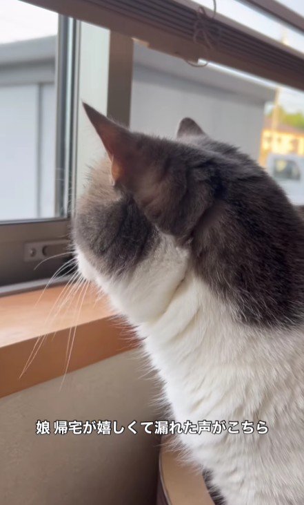 窓から外を見ている猫