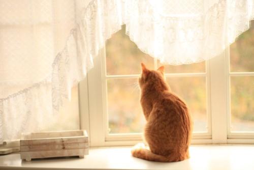 留守番する猫