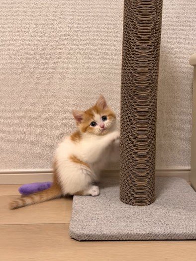 爪とぎ中飼い主をじっと見つめる猫