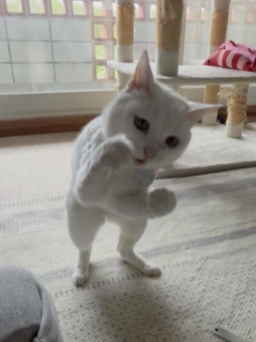 2本足で立ってこぶしをかまえている猫