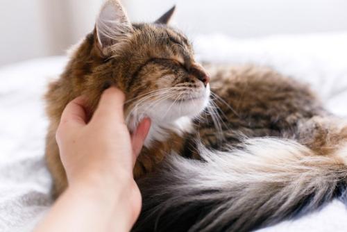 猫に触れる飼い主