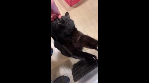 上を向いた姿