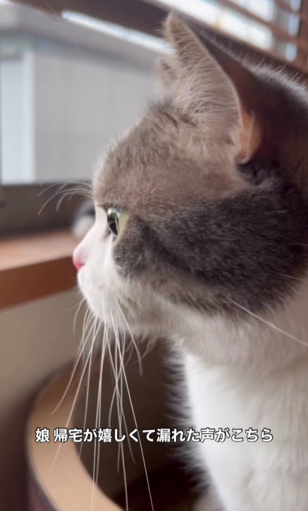 窓から外を見ている猫