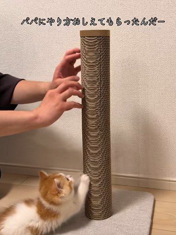爪とぎのやり方を教わる猫
