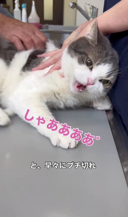 怒っている猫