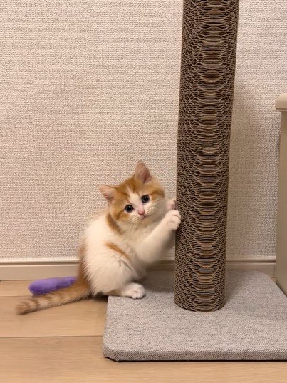 再びこちらを向く猫