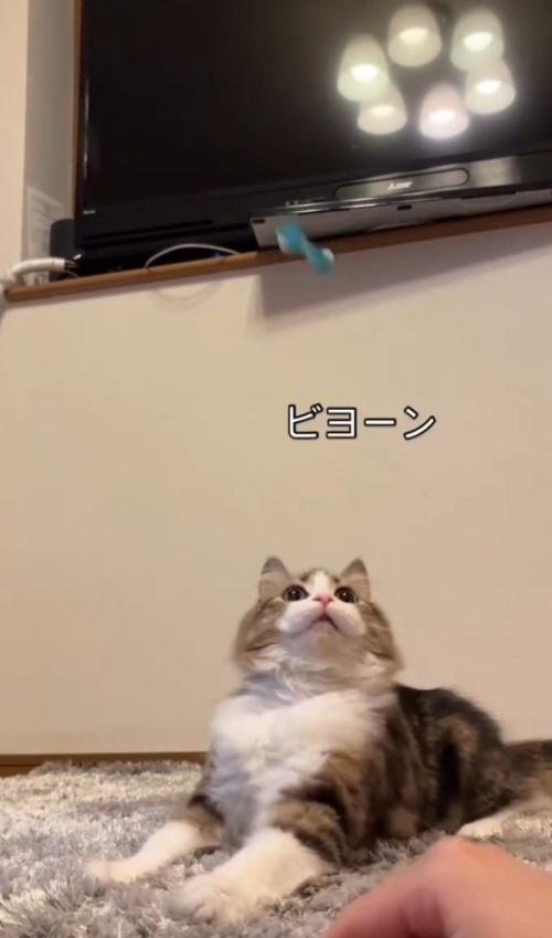 おもちゃが猫の後方に飛ぶ