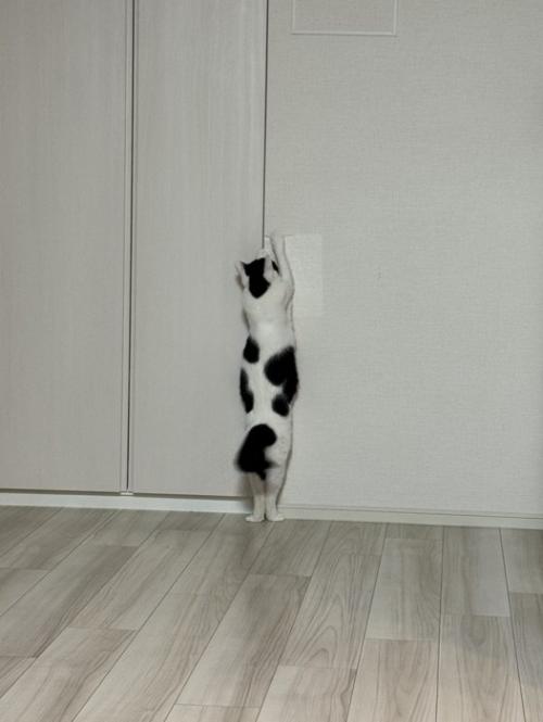シート剥がそうとする猫