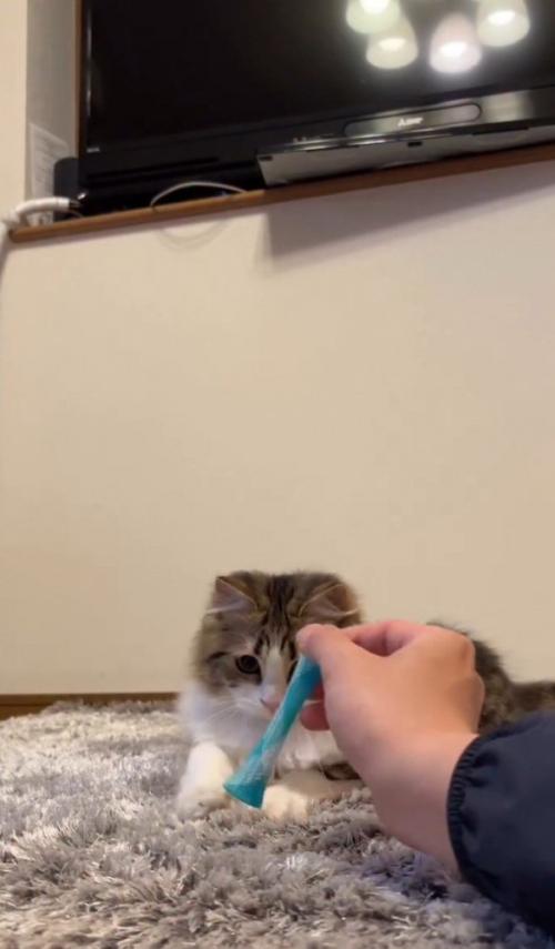 おもちゃを狙う猫1