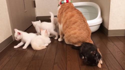 成猫のしっぽで遊ぶ子猫