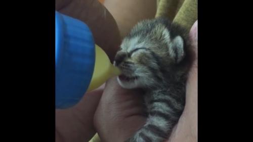 ミルクを飲む子猫
