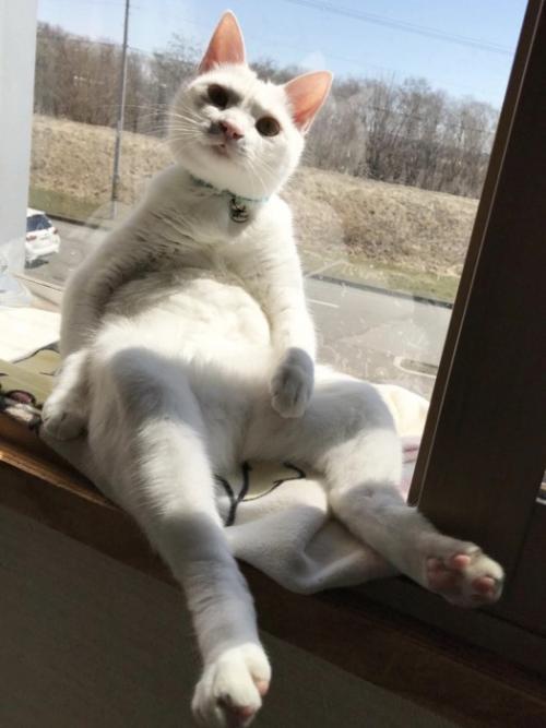 おっさん座りする猫