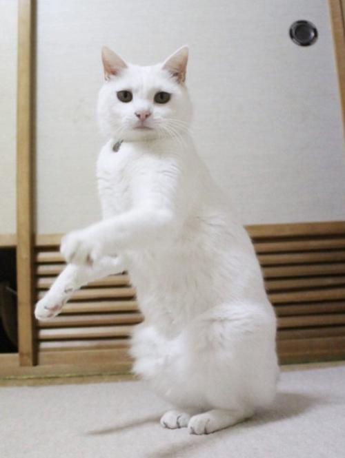 体は斜めで2本足で立って顔はカメラ目線の猫