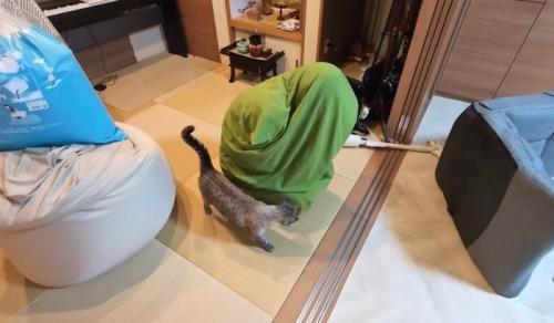 心配そうな猫