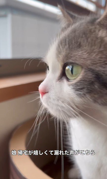 窓から外を見ている猫