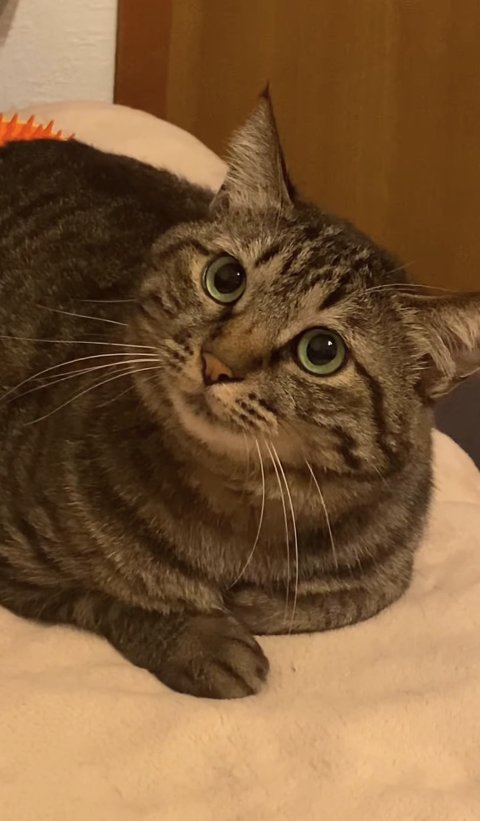 耳が立っている香箱座りをしているキジトラ（テロップなし）