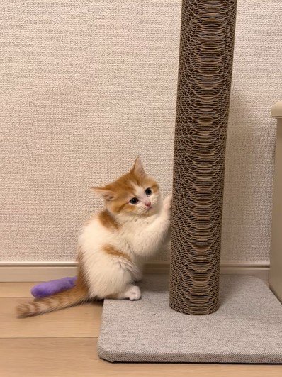 爪とぎポールの前の猫