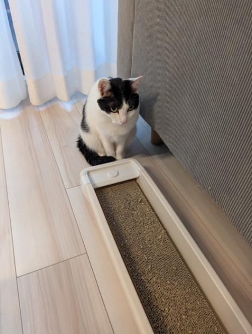 ダンボールの爪とぎを見る猫